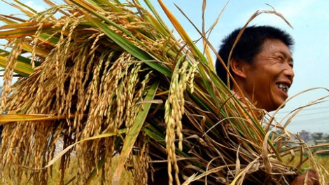 Thời sự chiều ngày 03/8/2014: Nông dân vùng Đồng bằng Sông Cửu Long phấn khởi vì giá gạo đạt mức cao nhất trong 2 năm qua