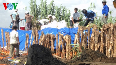 Môi trường và phát triển ngày 07/7/2014: Nỗi lo sạt lở ở vùng ven biển Trà Vinh