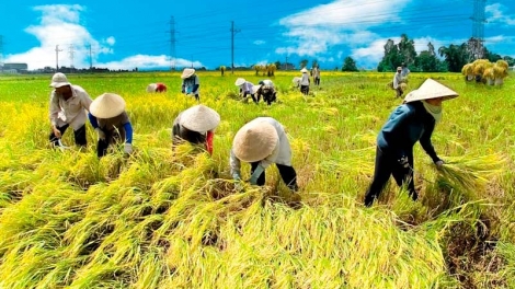 Nông nghiệp và nông thôn ngày 14/7/2014: Liên kết vì sự phát triển bền vững