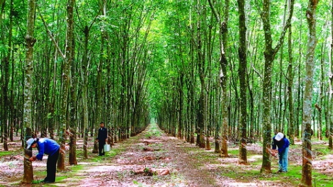 Nông nghiệp và nông thôn ngày 20/7/2014: Vỡ quy hoạch cây cao su, cung vượt cầu, giá giảm sâu