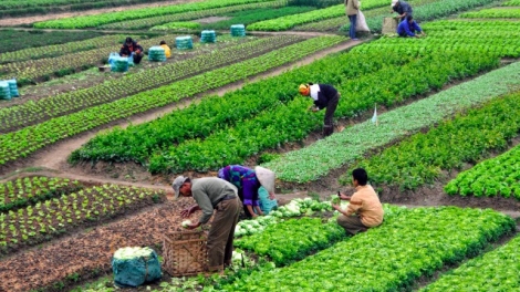 Những khó khăn đặt ra trong phát triển nông nghiệp bền vững. (14/3/2016)