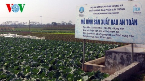 Giải pháp phát triển sản xuất rau an toàn theo hướng Việt GAP
