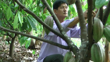 Cây ca cao phát triển tốt trên vùng đất nhiễm phèn, mặn.