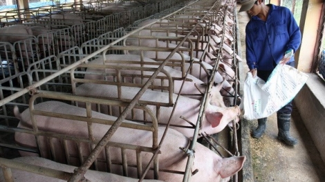 Thách thức với ngành chăn nuôi Việt Nam khi Hiệp định đối tác xuyên Thái Bình Dương (TPP) có hiệu lực.