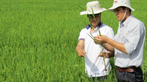 Khi doanh nghiệp đồng hành cùng nhà nông