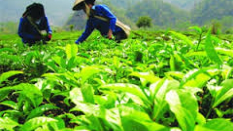 Giải pháp nào để nâng cao chất lượng chè Việt Nam