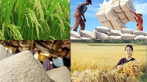 Công nghệ sinh học với an ninh lương thực ở Việt Nam