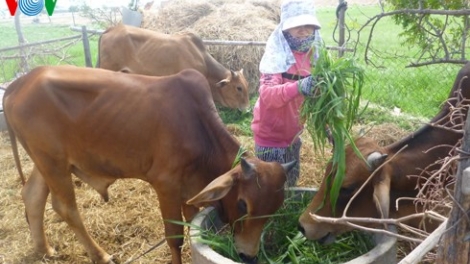 Những thách thức đối với ngành chăn nuôi Việt Nam khi tham gia Hiệp định đối tác xuyên Thái Bình Dương.