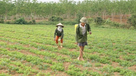 Giải pháp nào để xây dựng thương hiệu cho nông sản?