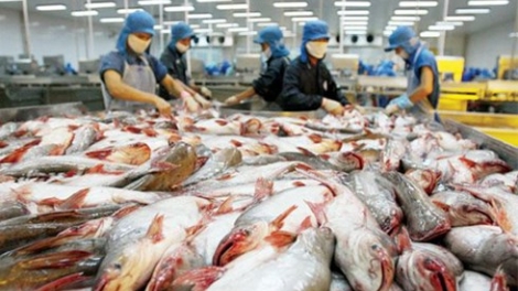 Bài toán nâng cao giá trị cá tra xuất khẩu