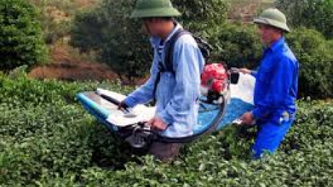 Phát triển lâm sản ngoài gỗ - tiềm năng còn bị bỏ ngỏ