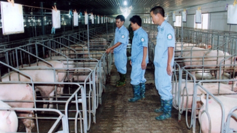 Giải pháp chăn nuôi đại gia súc theo hướng bền vững.