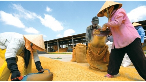 Nâng cao giá trị hạt gạo xuất khẩu nhìn từ câu chuyện giống lúa.