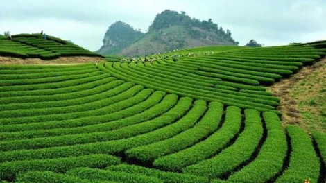 Nâng cao hiệu quả quản lý, sử dụng đất nông lâm trường