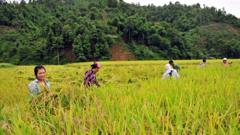 Giải pháp bền vững cho những mùa vàng bội thu
