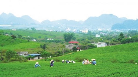 Quốc hội sẽ có Nghị quyết về quản lý, sử dụng đất đai tại các nông, lâm trường.