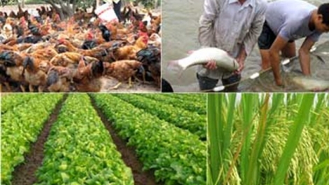 Cần đa dạng các mô hình sản xuất nông nghiệp thích ứng với biến đổi khí hậu