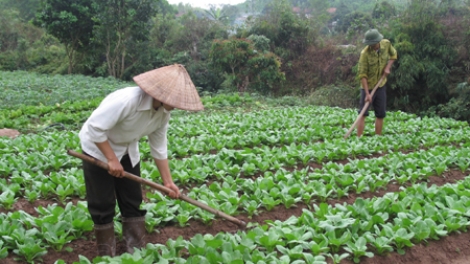 Sản xuất nông nghiệp sạch - nông dân không mặn mà. (27/11/2015)