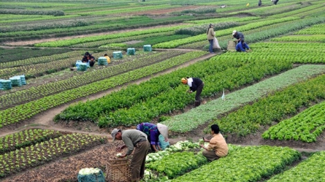Manh mún, nhỏ lẻ, nông dân ra biển lớn trên xuồng ba lá (30/11/2015)