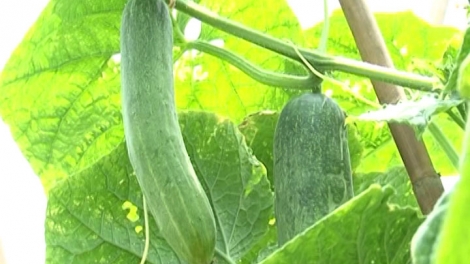 Kỹ thuật trồng và phòng ngừa dịch hại trên cây dưa chuột.