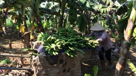 Trái cây Việt đang tụt dốc (4/12/2015)