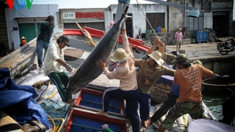 Biển đảo Việt Nam ngày 12/01/2015: Giá xăng dầu lại giảm, ngư dân Phú Yên tất bật vươn khơi