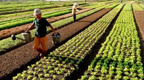 Nông nghiệp và nông thôn ngày 12/01/2015: Giật mình thói quen dùng thuốc bảo vệ thực vật của nông dân