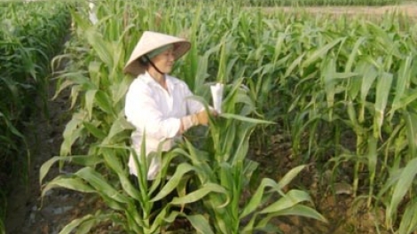 Nông nghiệp và nông thôn ngày 14/01/2015: Đổi mới trong sản xuất cây vụ đông