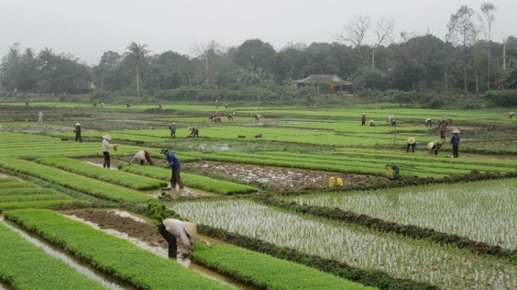 Nông nghiệp và nông thôn ngày 16/01/2015: Những lưu ý trong gieo cấy vụ Đông Xuân 2014-2015