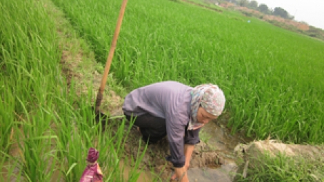 Nông nghiệp và nông thôn ngày 29/01/2015: Lương Sơn, Hòa Bình - Bà con lo thiếu nước cấy lúa vụ Xuân 2015