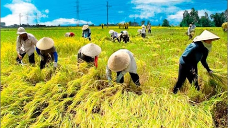 Nông nghiệp và nông thôn ngày 30/01/2015: Đẩy mạnh việc đưa những giống tốt có hàm lượng khoa học kỹ thuật cao vào sản xuất nông nghiệp
