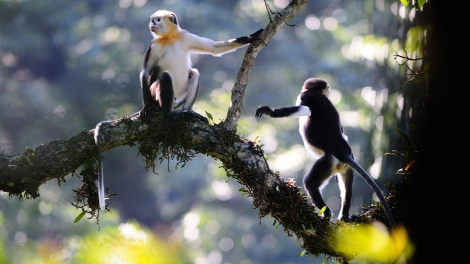 Môi trường và phát triển ngày 02/02/2015: Chuyện những người làm công tác bảo tồn voọc