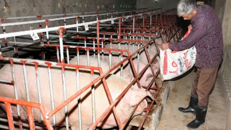 Nông nghiệp và nông thôn ngày 13/02/2015: Tái cơ cấu ngành chăn nuôi khó khăn trong hội nhập.
