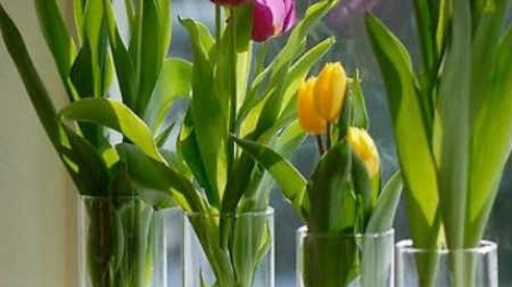 Chuyên gia của bạn ngày 18/02/2015: Tư vấn về chăm sóc, bảo quản hoa và cây cảnh trong những ngày tết và sau tết.