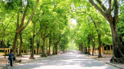 Quy hoạch cây xanh Hà Nội: Cần một tầm nhìn trí tuệ và lịch sử