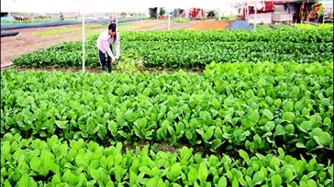 Nông nghiệp và nông thôn ngày 09/02/2015: Hợp tác xã kiểu mới - vì sao chưa thu hút nông dân