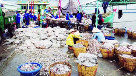 Biển đảo Việt Nam ngày 08/02/2015: Nguyên nhân suy giảm chất lượng thủy sản