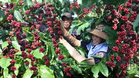 Nông nghiệp và nông thôn ngày 12/3/2015: Không khí tại Lễ hội cà phê Buôn Ma Thuột lần thứ 5 đang diễn ra tại Đắc Lắc.