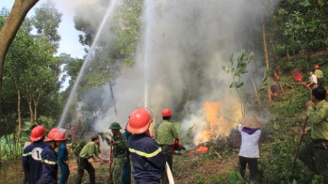 Chuyên gia của bạn ngày 11/03/2015: Hướng dẫn các biện pháp phòng cháy và chữa cháy rừng hiệu quả.