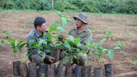 Thời sự đêm ngày 14/3/2015: Thủ tướng Chính phủ đồng ý cho vay tái canh cây cà phê tại các tỉnh Tây Nguyên giai đoạn 2014 đến 2020.