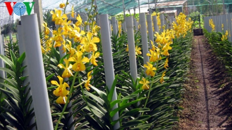Nông nghiệp và nông thôn ngày 15/3/2015: Thời của hoa công nghệ cao.