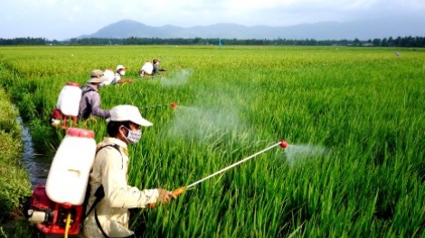 Chuyên gia của bạn ngày 18/3/2015: Tư vấn phòng trừ sâu bệnh hại lúa Đông Xuân miền Bắc.