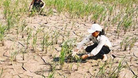 Nông nghiệp và nông thôn ngày 22/3/2015: Những tác động của biến đổi khí hậu đến sản xuất nông nghiệp.
