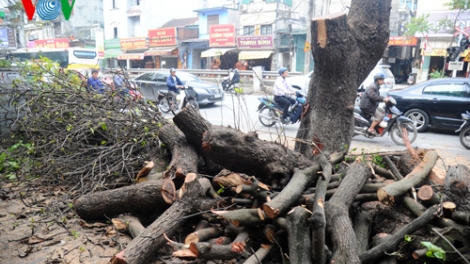Thời sự trưa ngày 22/3/2015: Đã có đơn vị đầu tiên công bố công khai về việc chặt cây và quy trình xử lý những cây đã bị đốn hạ theo yêu cầu của thành phố.