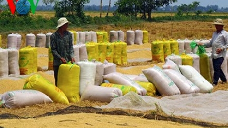 Thời sự trưa ngày 21/3/2015: Giá lúa tại khu vực đồng bằng sông Cửu Long tiếp tục sụt giảm dù đang trong thời gian mua tạm trữ.