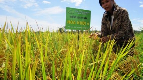 Nông nghiệp và nông thôn ngày 24/3/2015: Dấu ấn trẻ trong sản xuất nông nghiệp.
