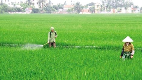 Nông nghiệp và nông thôn ngày 04/3/2015: Chăm sóc lúa đông xuân trong điều kiện thời tiết ấm.