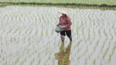 Nông nghiệp và nông thôn ngày 09/3/2015: Nỗi lo bảo vệ hơn 1 triệu ha vụ xuân ấm