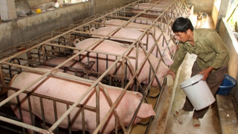 Nông nghiệp và nông thôn ngày 21/4/2015: Ngành chăn nuôi đón "sóng" hội nhập.