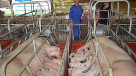 Nông nghiệp và nông thôn ngày 23/4/2015: Chiềng Xôm phấn đấu cán đích xây dựng nông thôn mới.